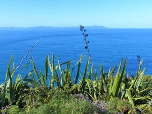 Coromandel