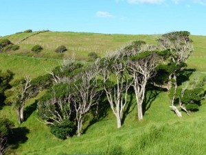 Coromandel