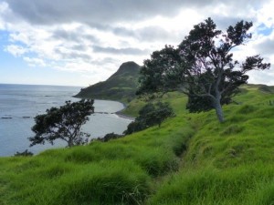 Coromandel Walkway