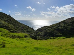 Coromandel Walkway