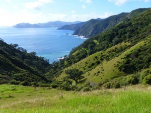 Coromandel Walkway