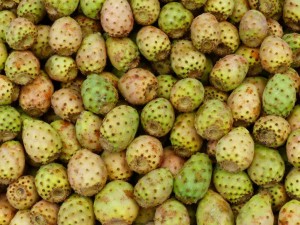 Cactus figs