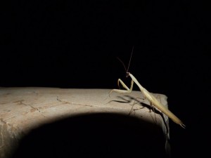 Wildlife