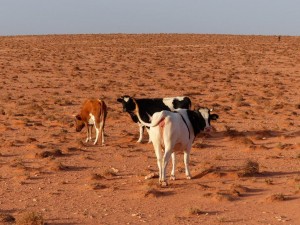 No Fata Morgana! Real cows!