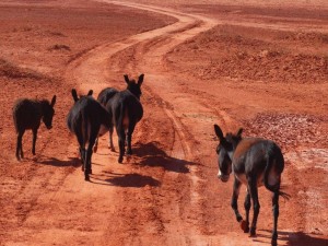 Wildlife