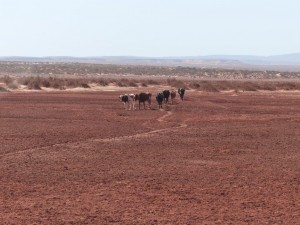 Wildlife