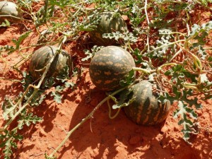 Desert Melon - poisonous!