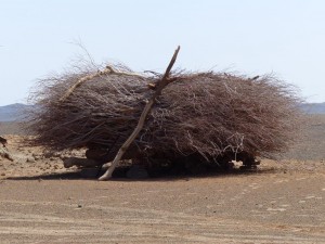 Wood for fencing