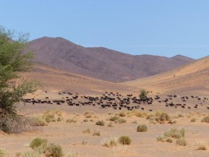 Goats, Piste to Ramlia