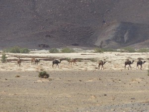 Dromedaries, Piste to Ramlia