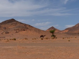 Dromedary, Piste to Ramlia