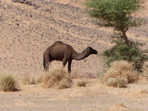 Dromedary dark, Piste to Ramlia