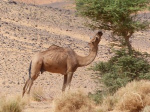 Dromedary light, Piste to Ramlia