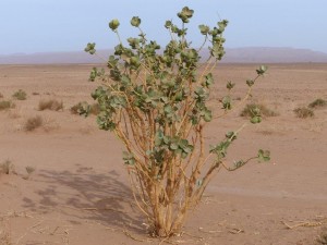 Oscher or Fettblattbaum