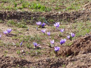 Krokus zur Safrangewinnung