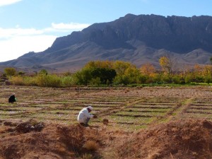 Saffron Harvest