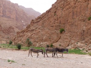 Todra Gorge