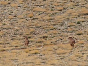 Mähnenschafe / Aoudad