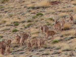 Mähnenschafe / Aoudad