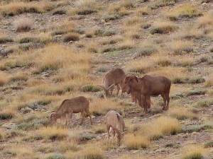 Mähnenschafe / Aoudad