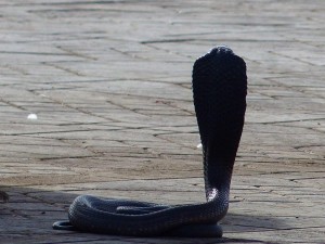 Djamaa el Fna Platz, Marrakesch