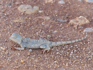 Wildlife