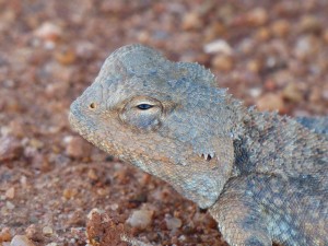 Wildlife