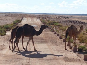 Camel crossing