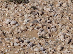Snail shells