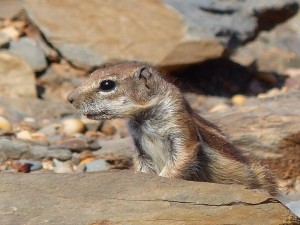B-hörnchen