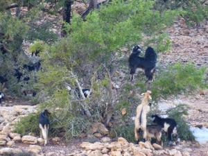 Goats at work