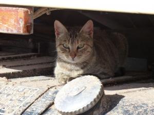 A visitor, Sidi Kaouki