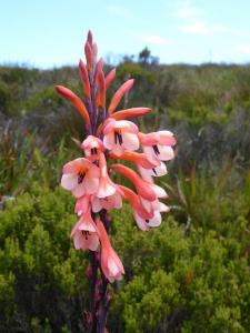 Watsonia