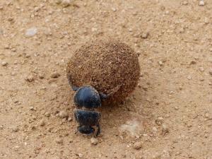 Addo Elephant Park