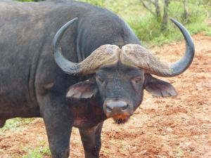 Addo Elephant Park