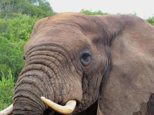Addo Elephant Park