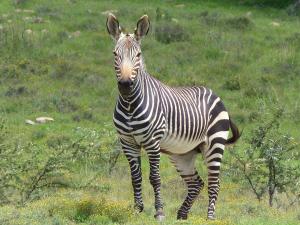 Mountain Zebra Park