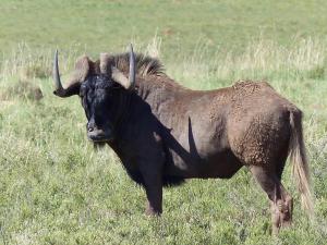 Gnu / Wildebeest, Mountain Zebra Park