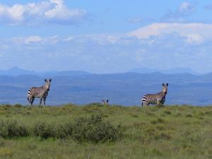 Mountain Zebra Park