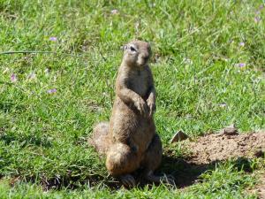 Ground Squirrel, Mountain Zebra Park