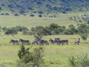 Mountain Zebra Park
