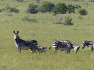 Mountain Zebra Park