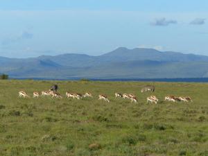 Mountain Zebra Park